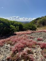farbenfrohe Pflanzenvielfalt überall