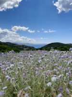 Rückweg durch Distelwiesen