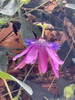 Passionsblume mitten in Bosa