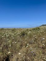 Wilde Blumenfelder im Frühling