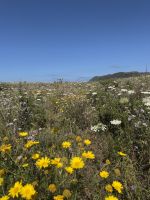 Wilde Blumenfelder im Frühling