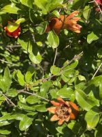 Granatapfelbaum am Wegesrand