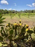 Wunderschöne Kakteen vielerorts