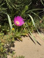 Hottentottenfeige, auch essbare Mittagsblume genannt