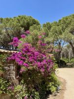 Bougainvillea auf Sardinien