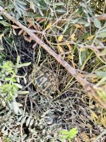 Augen auf: typische Landschildkröte am Wegesrand