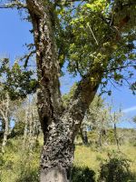 Korkeichen vielerorts