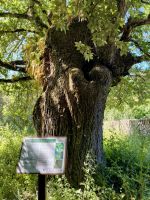 Über 100 Jahre alte Bäume 