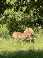Kleine Kuhherden hört man immer wieder