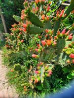 Feigenkaktus in voller Blüte