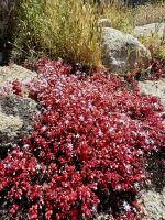 Farbtupfer auch in den Bergen überall