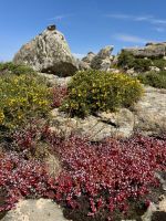 Farbtupfer auch in den Bergen überall