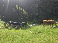 Kuhherde mitten auf dem Weg im Nationalpark Stilfserjoch
