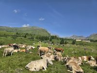 Kuhherde am Passo Tonale