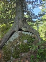 Die Natur sucht sich Wege, Wanderung zum Rifugio Viviane
