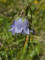 Bärtige Glockenblume, Natur in den Dolomiten