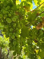 Weinberg der Familie Endrizzi in San Michele all Adige