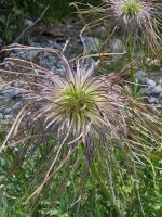Samenstand der Kuhschelle, Natur in den Dolomiten
