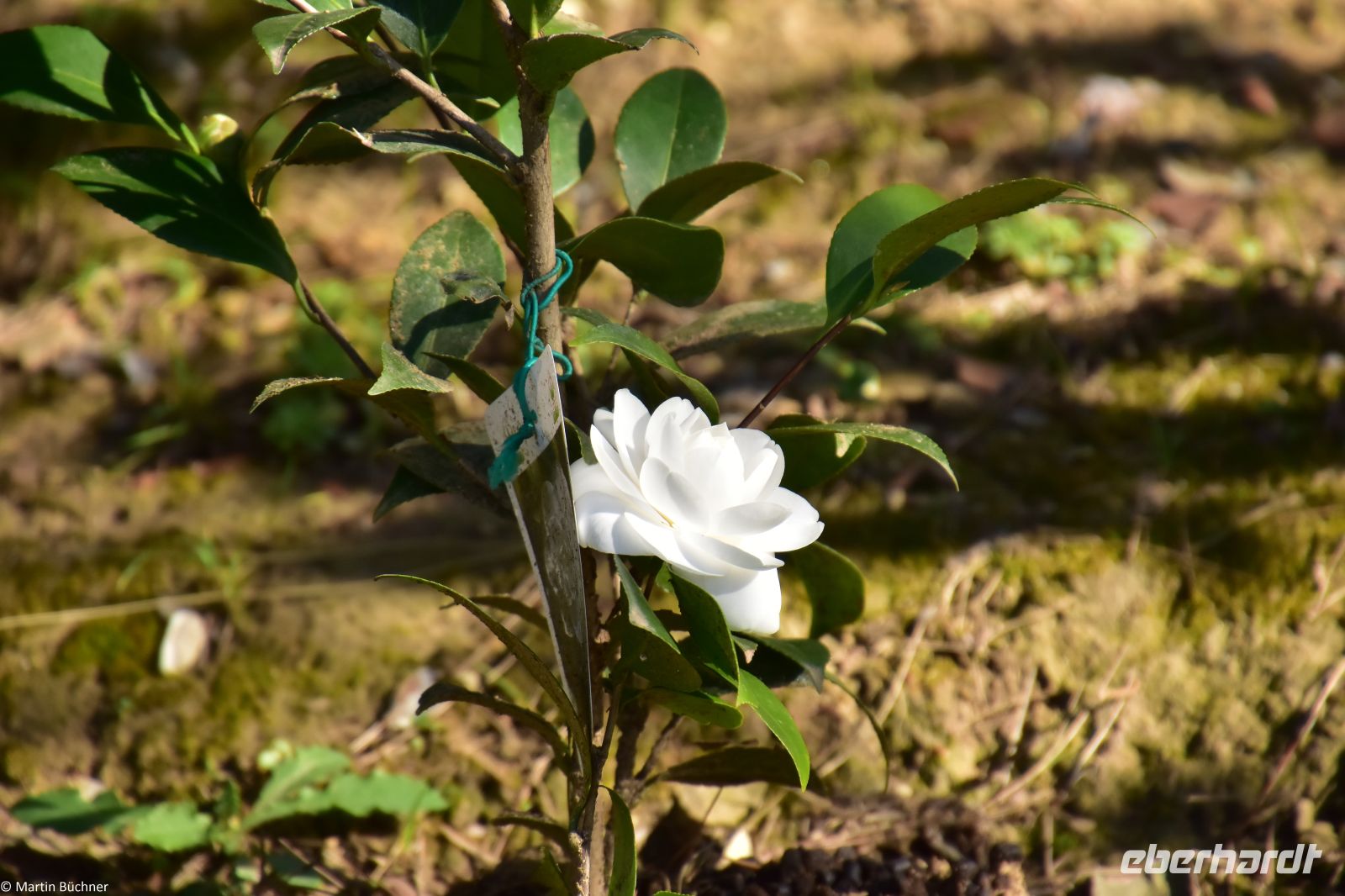 Toskana - Florenz - Firenze - Piazzale Michelangelo