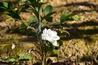 Toskana - Florenz - Firenze - Piazzale Michelangelo