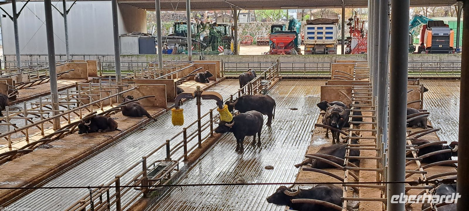 Paestum - Büffel Farm (Büffelmozzarella)