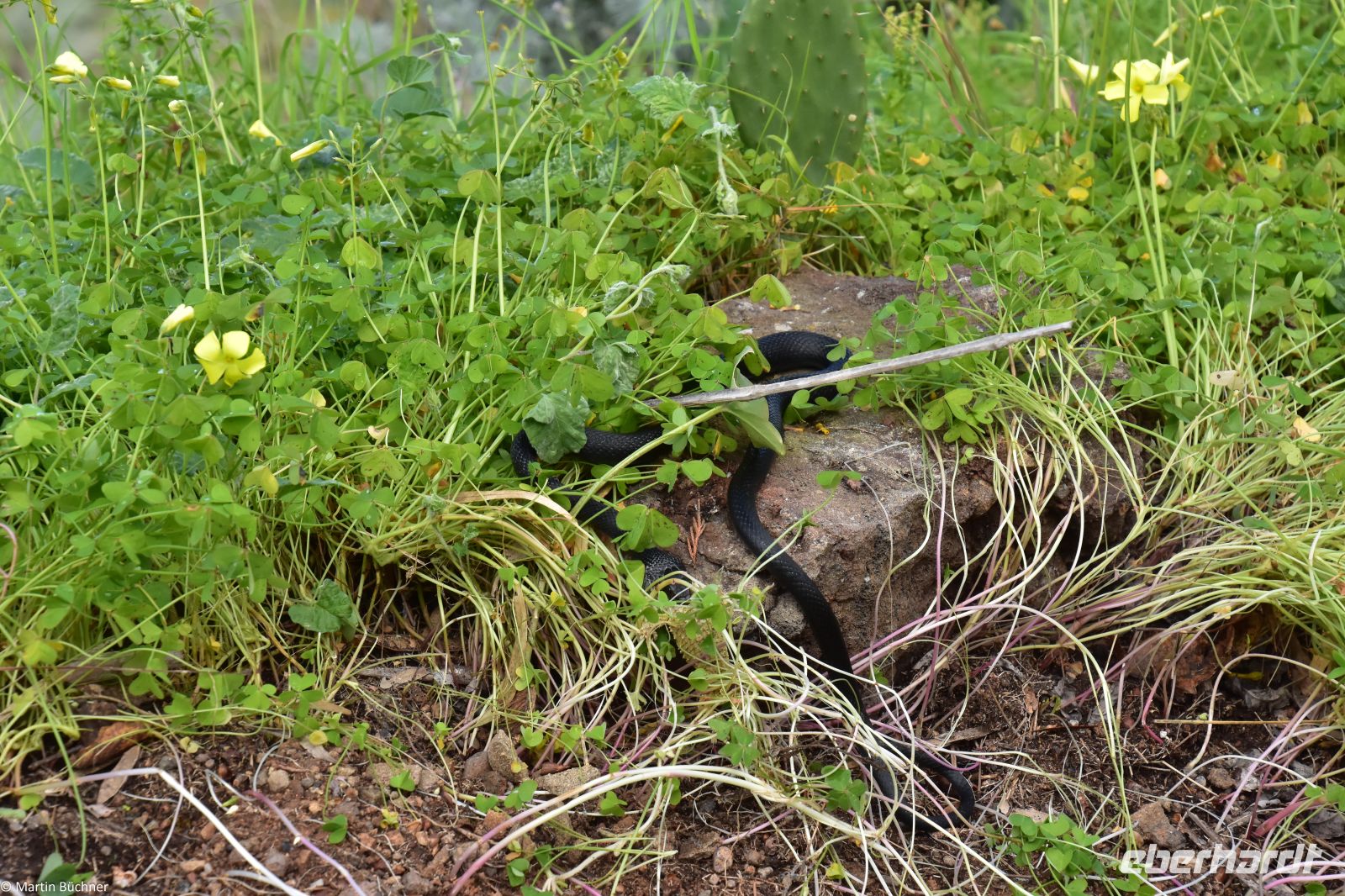 Äolischen Inseln - Insel Lipari - Belvedere Quattropani - Ringelnatter