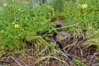 Äolischen Inseln - Insel Lipari - Belvedere Quattropani - Ringelnatter