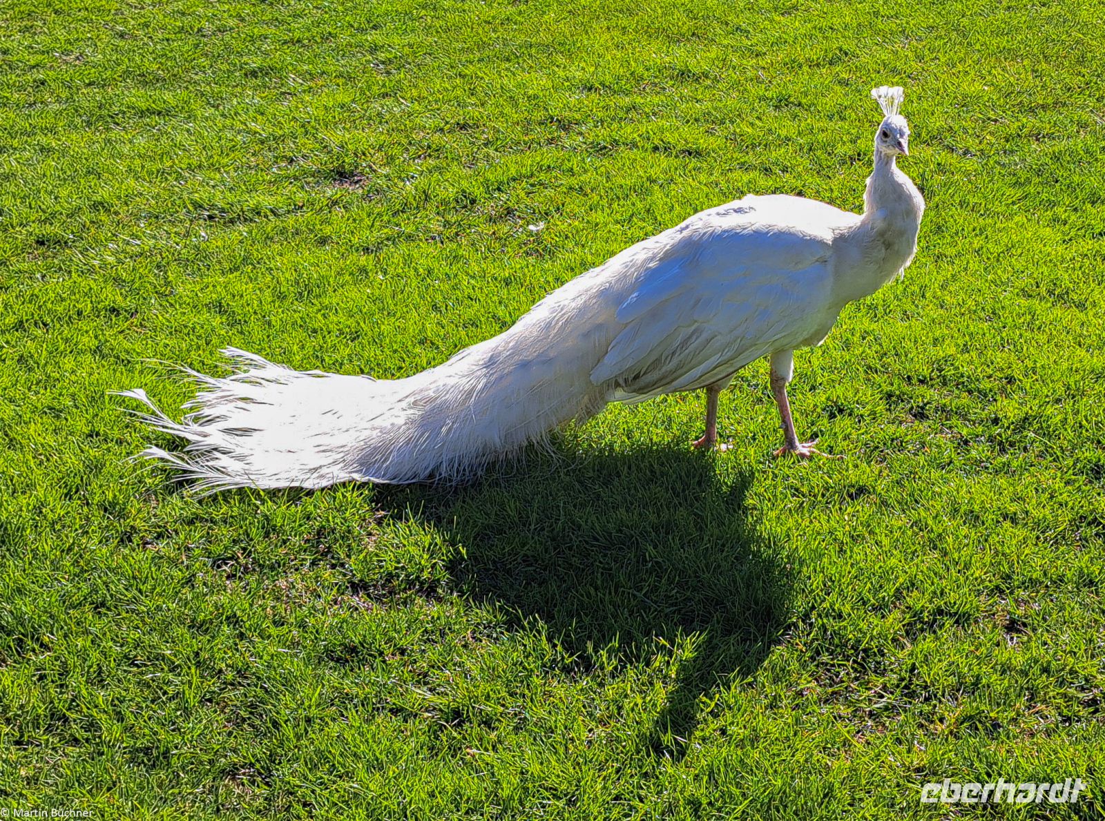 Lago Maggiore - Borromäische Inseln - Weißer Pfau
