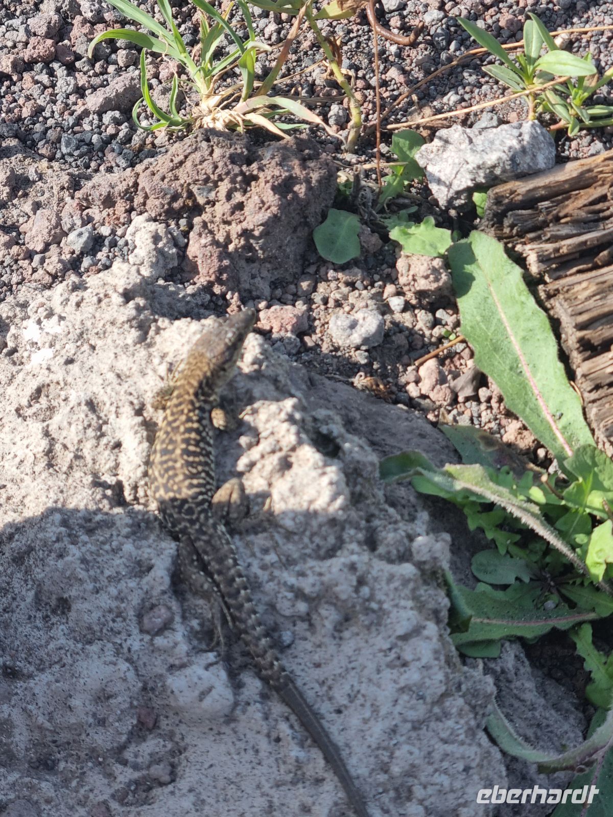 Aufstieg zum Vesuv... (Tier-Beobachtungen)