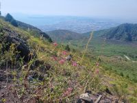 Aufstieg zum Vesuv...