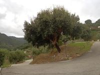 In dem Gelände von Vila Ginevra - Sizilien 