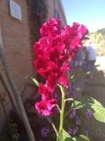 Wunderschöne Blumen - Garten in Pro Loco, Sinagra, Sizilien 