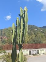 Pflanzenwelt in Sinagra,  Sizilien