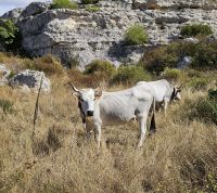 Matera,  podolische Kühe