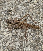 Käfer auf der Wanderung 