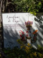 Parfum von Capri