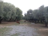 Der Olivenhain und die Esel - Ölmühle Frantoio Oleario Matrica