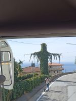 etwas komischer Baum... Schnappschuß vom Bus - Kalabrien