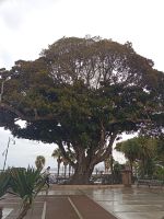 Reggio Calabria - die riesengroße Bäume - Kalabrien