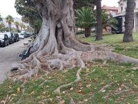 Reggio Calabria - Die Wurzel im Park - Kalabrien