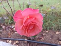 Die Rose im botanischen Garten Villa Vittoria - Kalabrien 