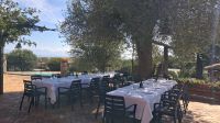 Mittagessen unter Olivenbäumen in Camerota