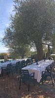 Mittagessen unter Olivenbäumen in Camerota