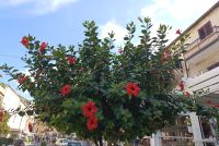 Hibiskus in Tropea