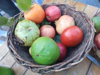 Eine Überraschung - örlicher Obsthändler - Tonino verteilt geschnittene Granatäpfel - Capo Vaticano - Kalabrien