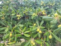 Chinesischer Klebsamen/Vieste/Gargano/Apulien/Italien