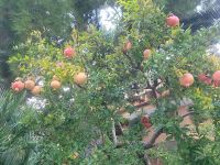 Granatapfelbaum/Vieste/Gargano/Apulien/Italien