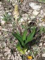Weiße Meerzwiebel/Park der Murgia Materana/Basilikata/Italien