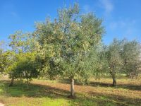 Wanderung im Valle D’Itria/Apulien/Italien