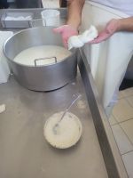 Mozzarella Herstellung/Masseria/Apulien/Italien